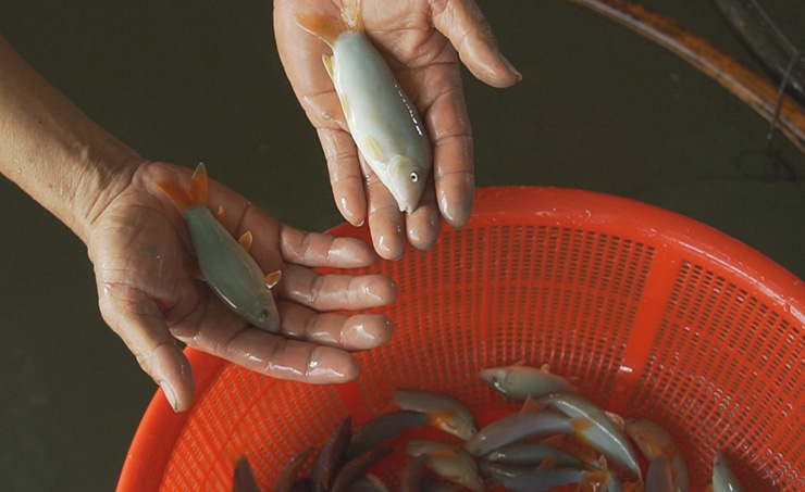 Tuy nhiên, loài cá này vẫn chưa sinh sản nhân tạo được, nguồn giống dựa vào đánh bắt tự nhiên và nhập từ Campuchia
