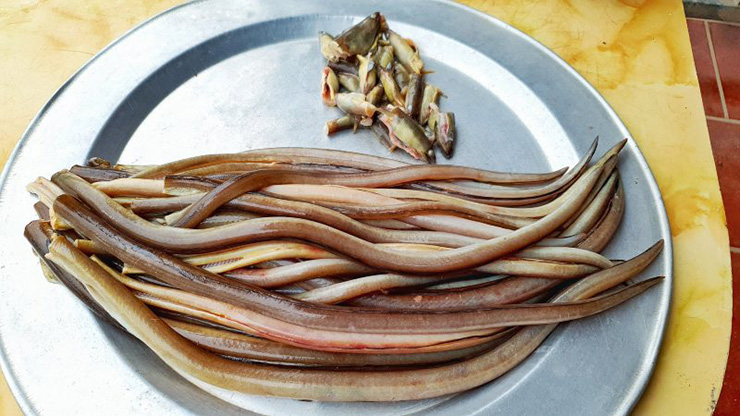 Cá nhệch là một đặc sản của ở vùng Nga Sơn, Thanh Hóa
