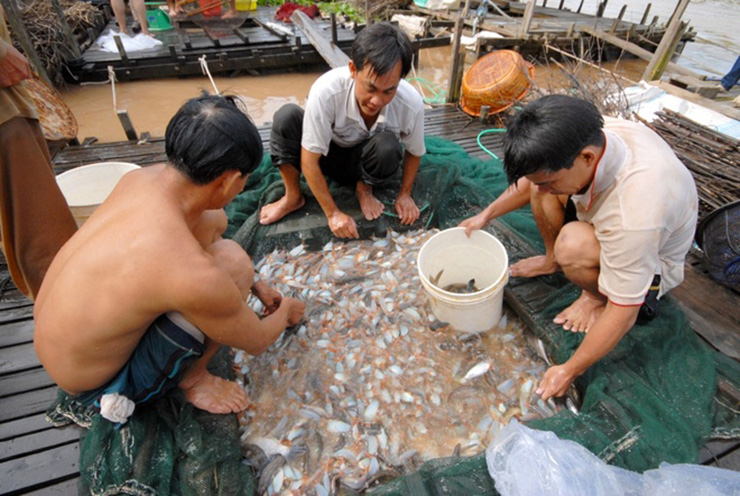 Giá trị kinh tế của loài cá này khá cao nên nhiều người đã mở rộng mô hình nuôi cá heo, thu về tiền tỷ mỗi năm
