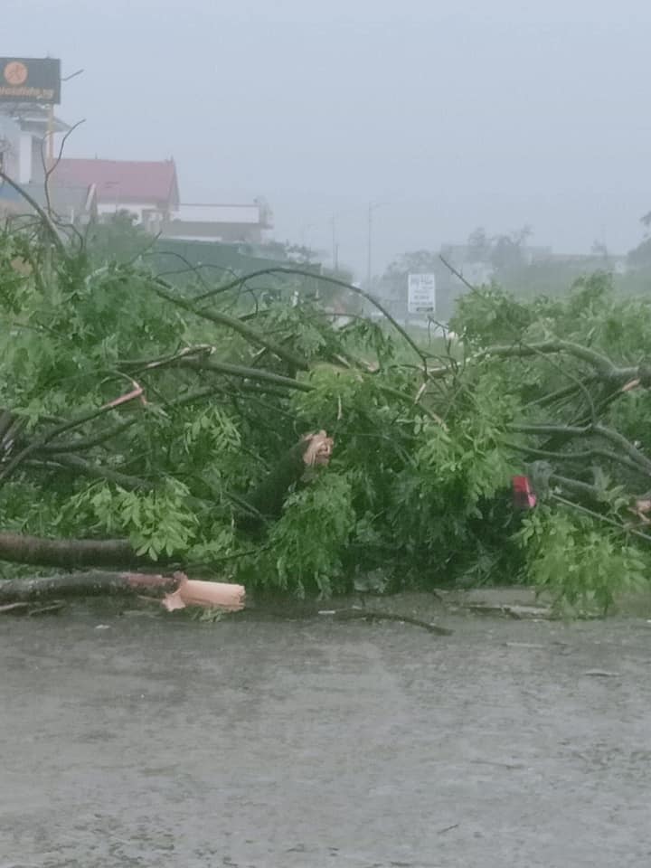 &nbsp;Cành cây vương la liệt trên đường ảnh hưởng đến giao thông. Ảnh: Tôi người Gio Linh