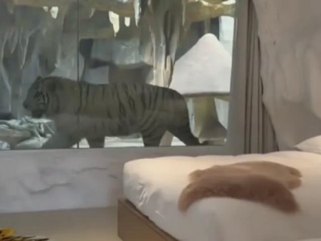 Phòng khách sạn cho ”người ngủ trước mặt hổ” ở Trung Quốc