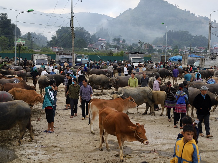 Cách thành phố Lào Cai khoảng 70km, phiên chợ trâu Bắc Hà tại thị trấn Bắc Hà (Lào Cai) là nơi được mệnh danh là “sàn giao dịch trâu” lớn nhất Tây Bắc.
