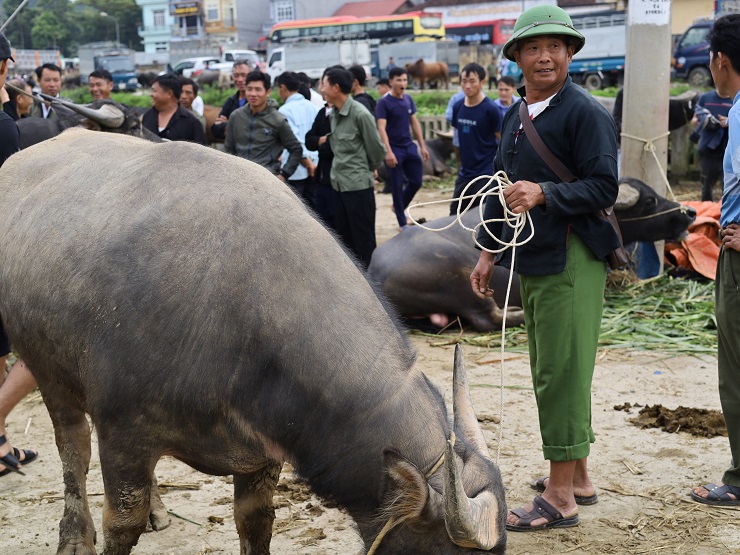 Tuy nhiên, từ cuối năm 2021 đến nay, nước bạn kiểm soát dịch gắt gao nên trâu không bán được, chỉ tiêu thụ nhỏ giọt tại thị trường nội địa dẫn đến giá giảm mạnh.
