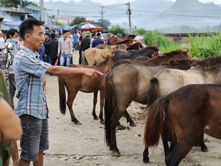 Những con ngựa trưởng thành, đẹp có giá lên đến 50 triệu đồng/con. Giá bò giao động từ 20-35 triệu đồng/con.
