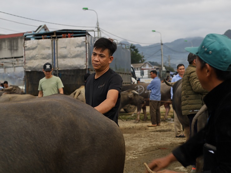 Mỗi phiên chợ có đến hàng trăm giao dịch diễn ra, từ trâu trưởng thành, trâu giống, trâu già, trâu thịt, trâu con…cũng đều được mang đến chào bán rải rác khắp phiên chợ.
