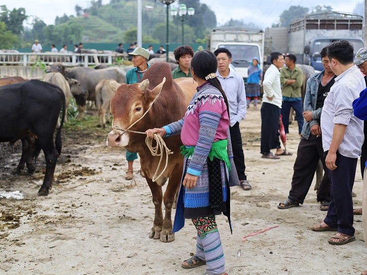 Mang trâu bò đến bán đa phần là bà con dân bản, có người đi hàng chục km, từ khi trời còn chưa rõ mặt người để có mặt ở phiên chợ sớm nhất.
