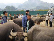 Thị trường - Tiêu dùng - Hàng trăm thương lái đổ về “sàn giao dịch trâu” lớn nhất Tây Bắc