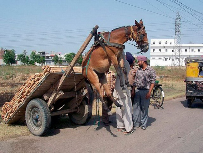 Cho tôi xuống cái coi, ở trên này chóng mặt quá.
