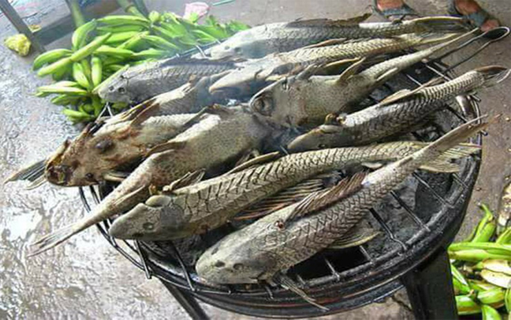 Trên thị trường, cá lau kiếng có giá từ 50.000-70.000 đồng/kg
