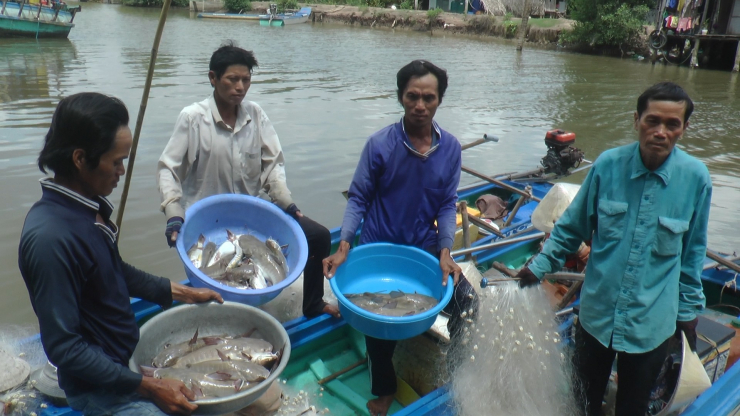 Trung bình mỗi ngày người đánh lưới cá vồ chó có thu nhập từ 600 nghìn đến 1 triệu đồng.