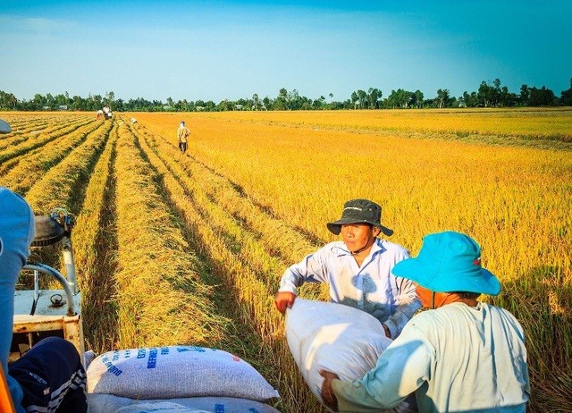 Sản xuất lúa của Việt Nam trong vụ Đông Xuân đạt mức kỷ lục trong 20 năm qua.