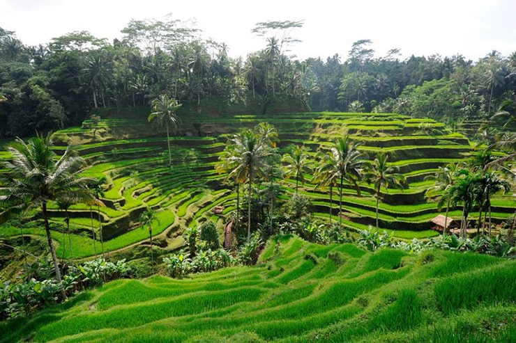 Nằm ở Đông Nam Á, Indonesia có rất nhiều rừng nhiệt đới, núi lửa và rất nhiều đảo. Từ một cửa sổ tại khách sạn Viceroy ở Bali, bạn có thể nhìn thấy những cánh đồng bậc thang tuyệt đẹp của Ubud. Đừng bỏ lỡ những phòng khách sạn thơ mộng khác với tầm nhìn tuyệt vời này.
