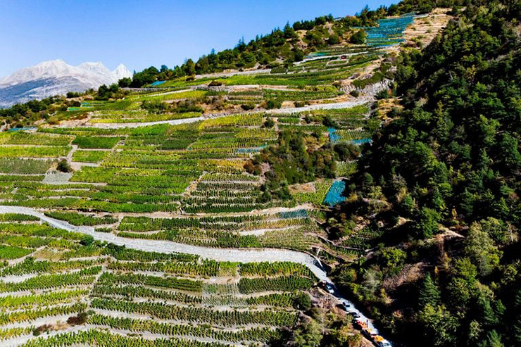 Chúng ta thường nghĩ về dãy núi Alps phủ đầy tuyết của Thụy Sĩ, nhưng mùa đông không phải là mùa duy nhất ở đây. Bức ảnh này&nbsp;được chụp vào đầu mùa thu cho thấy những vườn nho&nbsp;nằm ở vị trí cao nhất ở châu Âu trải dài suốt con đường lên núi đến độ cao khoảng 1.220m so với mực nước biển ở vùng Valais.
