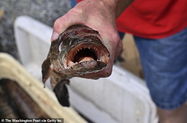 Mỹ: Loài cá châu Á tái xuất gây lo ngại, nếu phát hiện 