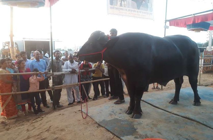 Bheem là chú trâu thuộc giống Murrah - loại trâu có nguồn gốc từ Ấn Độ, được nuôi để lấy sữa
