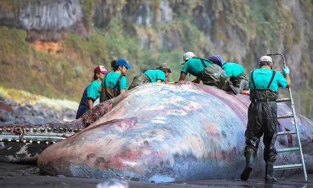 Các thành viên của Đại học Las Palmas kiểm tra xác cá nhà táng có khối long diên hương 9,5kg trong ruột. Ảnh: Universidad de Las Palmas de Gran Canaria