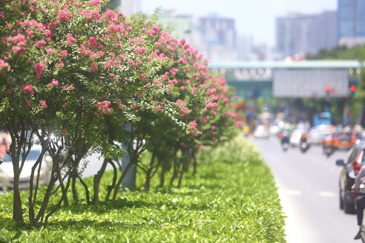 Tường vi nở hoa khiến con đường trở nên rực rỡ, lãng mạn trong tháng 7 này.