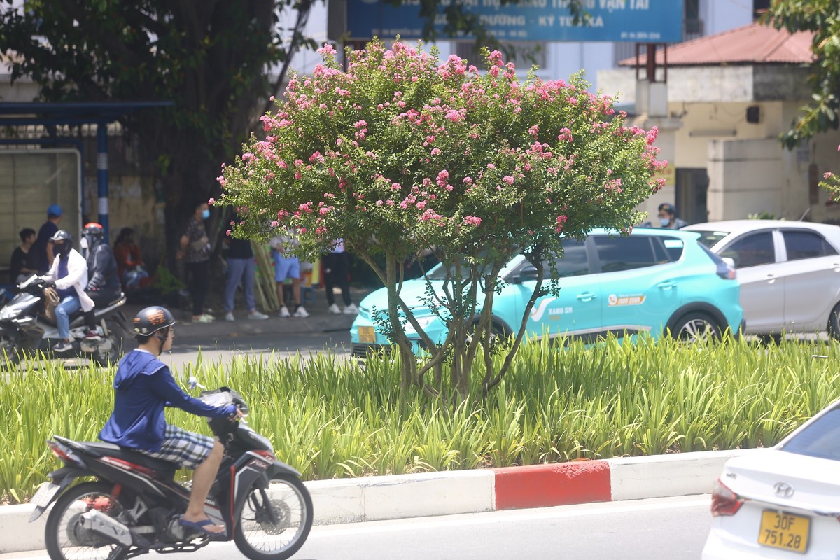 Tường vi được trồng nhiều ở Trung Quốc, Nhật Bản, Ấn Độ. Ở Việt Nam, cây được trồng nhiều ở Hà Nội và Đà Lạt.