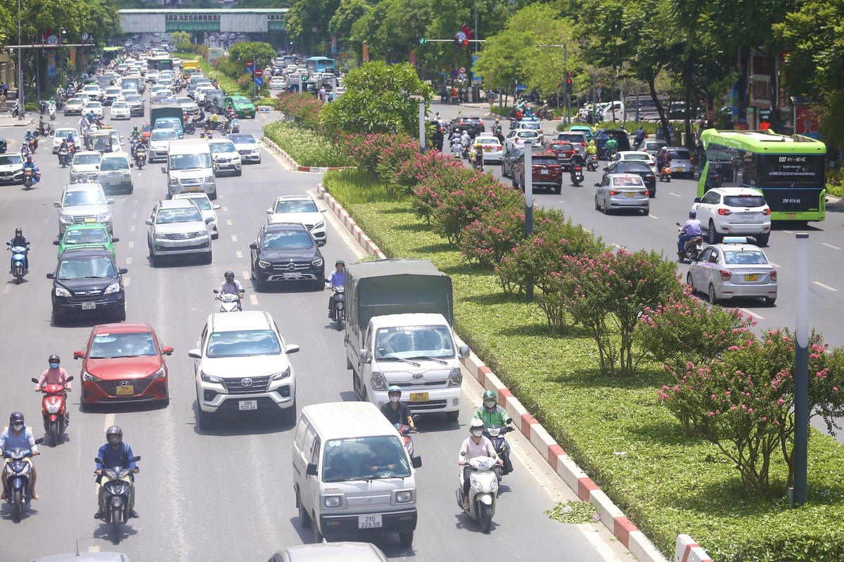 Hàng tường vi chạy dài hàng km trên đường Nguyễn Chí Thanh (Hà Nội).