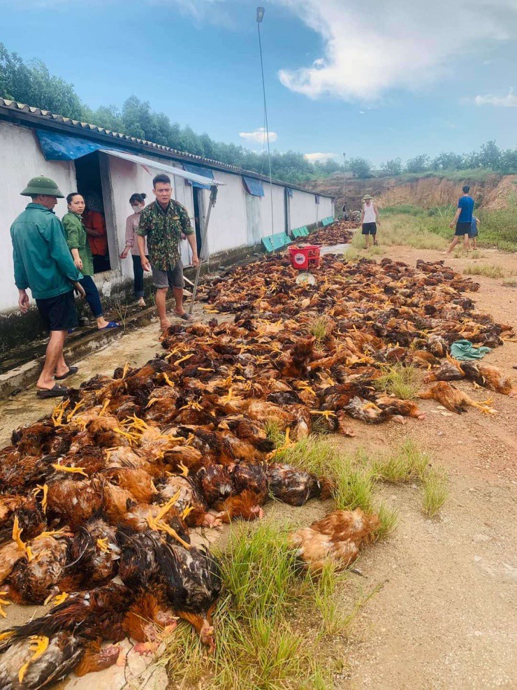 Hà Tĩnh: Hàng trăm người tham gia giải cứu 8.000 con gà chết ngạt - 1
