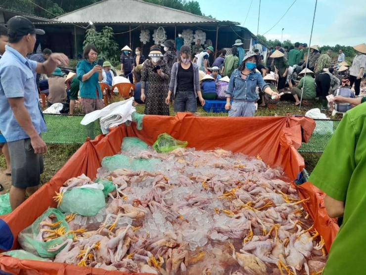 Hà Tĩnh: Hàng trăm người tham gia giải cứu 8.000 con gà chết ngạt - 5