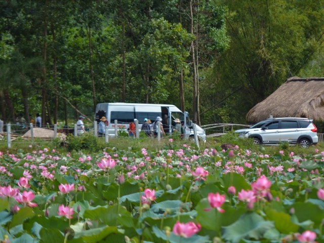 Rực rỡ mùa sen trên cánh đồng Trà Lý xứ Quảng