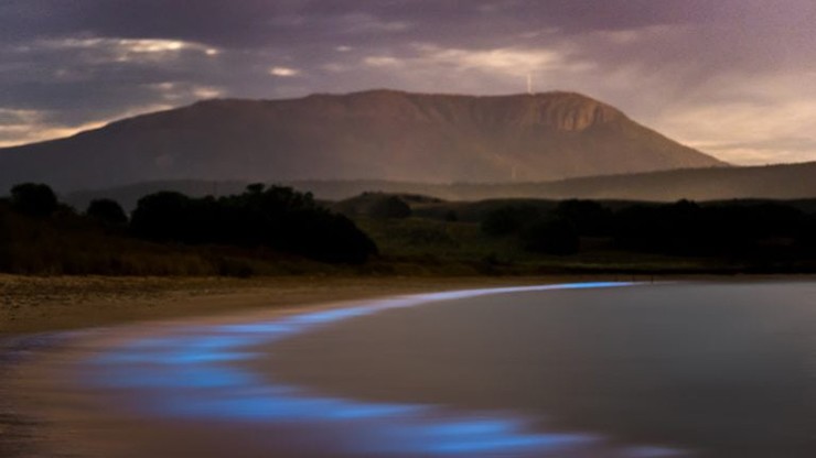 Trên một bãi biển ở Hobart, Tasmania, các loại phù du phát quang sinh học phát sáng dọc theo bãi biển với hình ảnh đầy ấn tượng của núi Wellington làm hậu cảnh.
