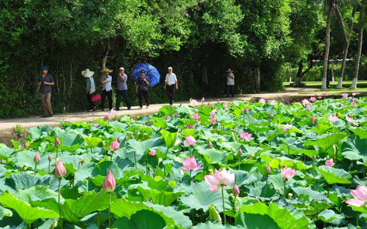 Đến thăm làng sen quê Bác - địa điểm du lịch Nghệ An Hà Tĩnh không thể bỏ lỡ với bất cứ ai du lịch Nghệ An (Ảnh: sưu tầm)