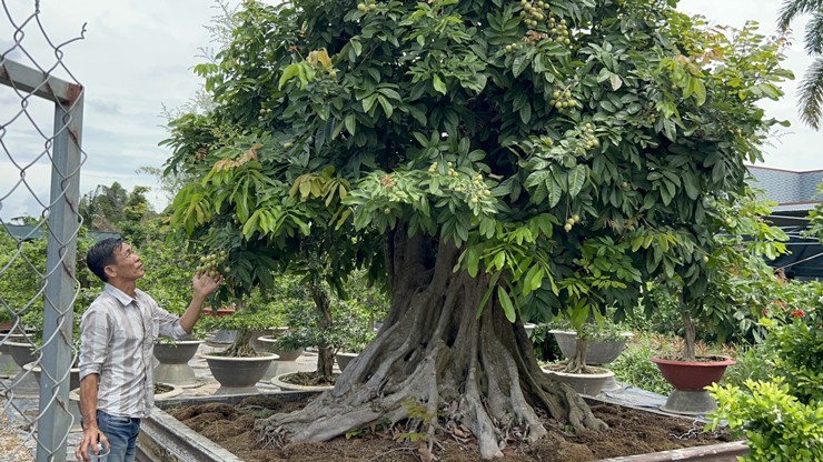 Ông Tâm ngắm nhìn và chăm sóc cây nhãn bonsai cổ thụ của mình.