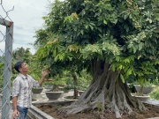 Thị trường - Tiêu dùng - Chiêm ngưỡng cây nhãn bonsai cổ thụ, giá bán lên đến gần 200 triệu đồng