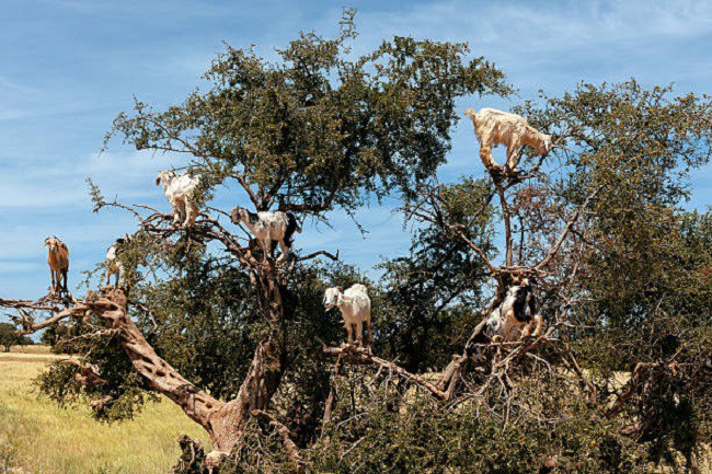 Tại một số địa phương ở Morocco, người dân thậm chí còn để dê ăn quả argan, sau đó lấy hạt từ phân của chúng.
