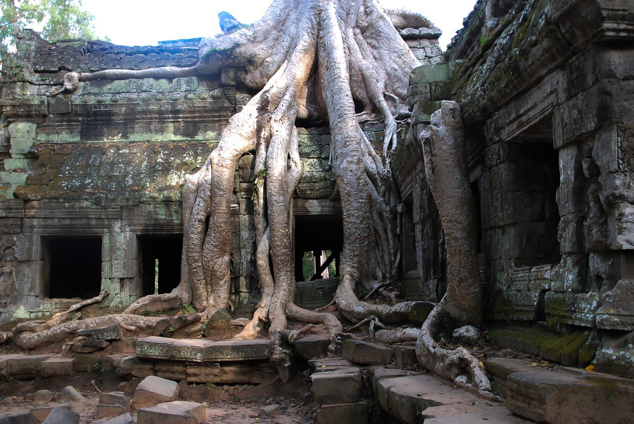 Cây cối bên trong Angkor Wat.