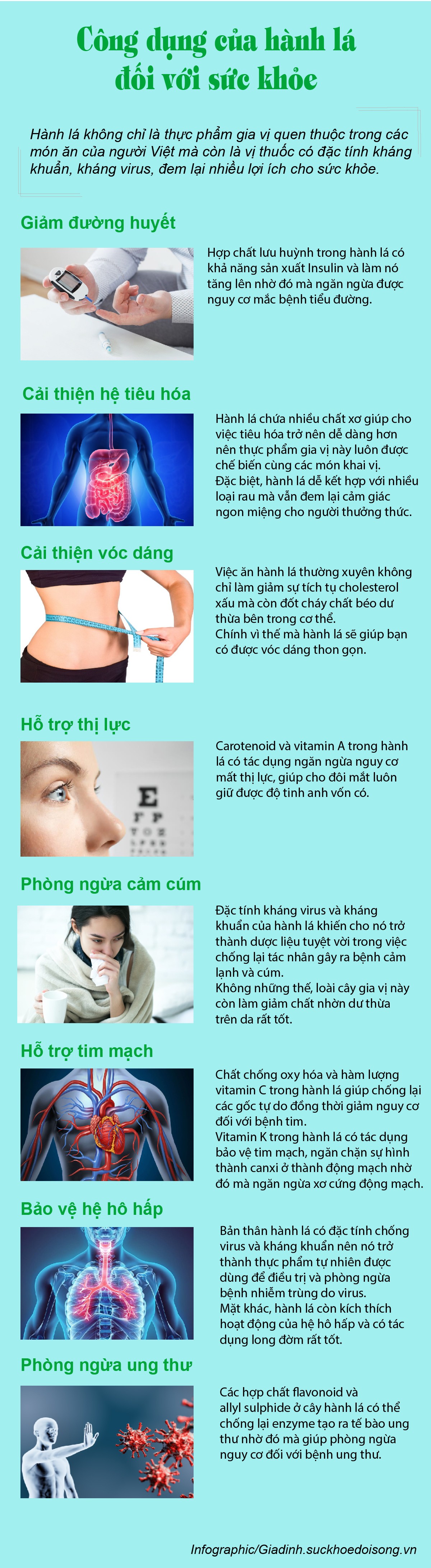 Loại gia vị chỉ vài nghìn đồng/bó nhưng đem lại nhiều lợi ích không ngờ cho sức khỏe - 1