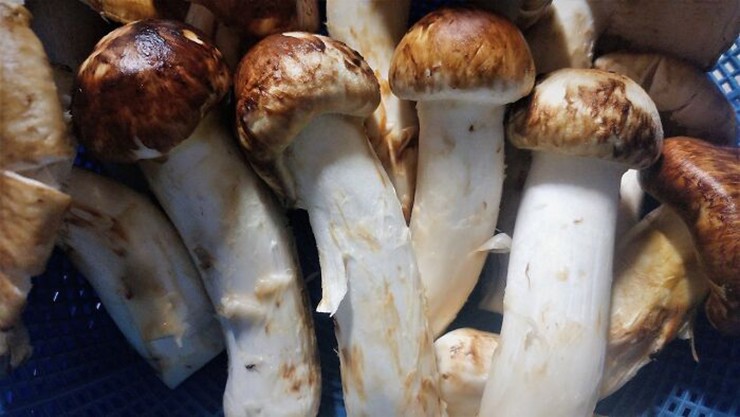 Nấm Matsutake (16 triệu đồng/kg) được đánh giá cao trong ẩm thực Nhật Bản, Hàn Quốc và Trung Quốc. Loại nấm này không được trồng nhân tạo nên số lượng đang sụt giảm nhanh.
