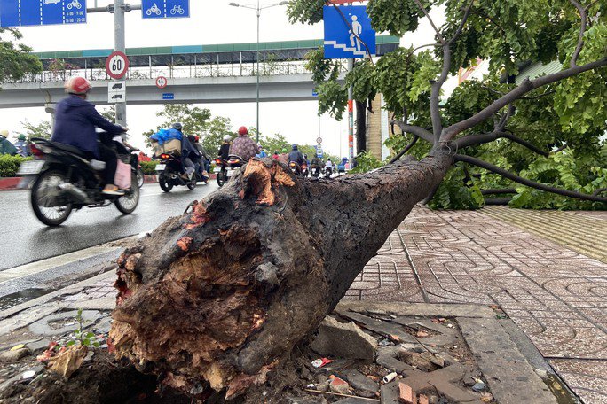 Cây xanh đổ ngã xuống vỉa hè