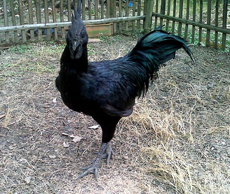 Gà Ayam Cemani (60 triệu đồng mỗi con) là một giống gà đen hoàn toàn từ Indonesia. Thịt của nó có thể chữa được nhiều bệnh và thậm chí mang lại may mắn, khiến nó trở thành giống gà đắt tiền.
