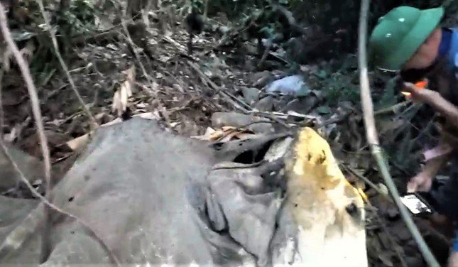 Xác định nguyên nhân voi chết tại rừng sâu ở Hà Tĩnh - 1