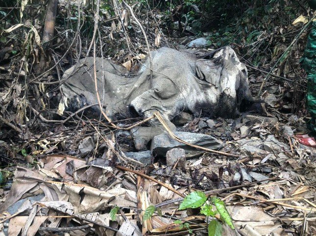 Xác định nguyên nhân voi chết tại rừng sâu ở Hà Tĩnh - 2