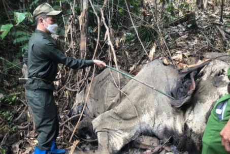 Xác định nguyên nhân voi chết tại rừng sâu ở Hà Tĩnh