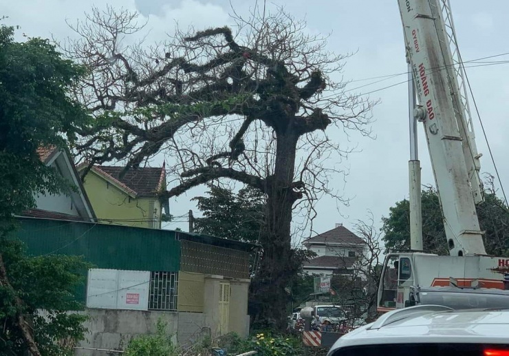 Vì sao cây bàng cổ hàng trăm năm tuổi ở Nghệ An bị chặt hạ? - 1