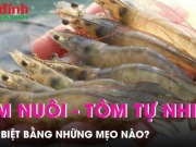 Ẩm thực - Phân biệt tôm nuôi và tôm tự nhiên thế nào?