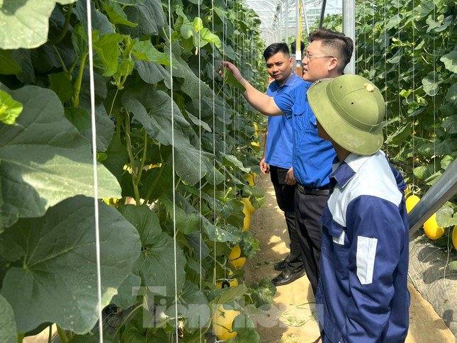 Chàng kỹ sư điện 9x về quê trồng dưa lưới, thành công ngay lần đầu khởi nghiệp - 3