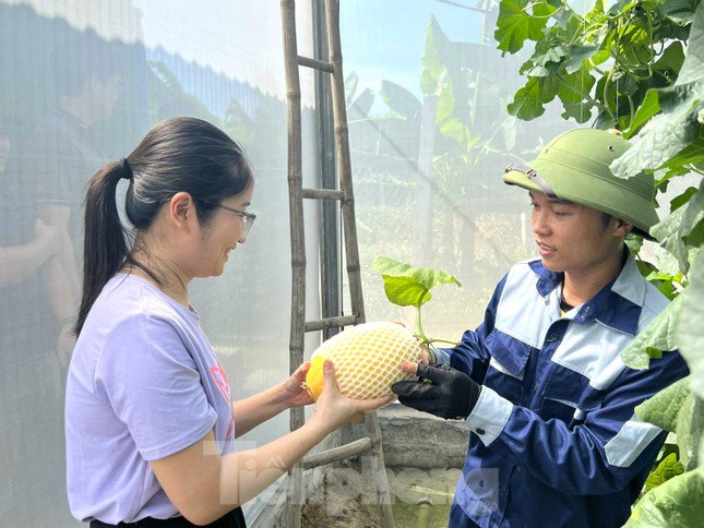 Chàng kỹ sư điện 9x về quê trồng dưa lưới, thành công ngay lần đầu khởi nghiệp - 4