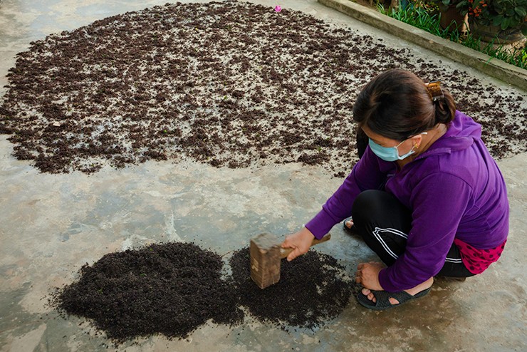 Theo đó, rau cạo phơi dưới nắng đến khi khô dùng búa sắt hoặc chày gỗ đập cho đá, sỏi lẫn vào rau rơi ra hết. Sau đó rửa sạch nhiều lần rồi phơi khô vài nắng nữa là đóng gói.&nbsp;
