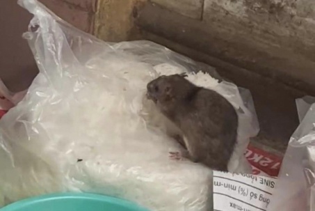 Diễn biến mới vụ con chuột “chễm chệ” trên túi bún
