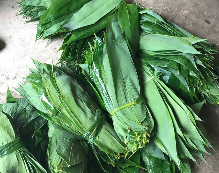 Loại lá tươi giá thu mua khoảng 15.000 đồng/kg, còn loại khô giá bán hơn 100.000 đồng/kg.