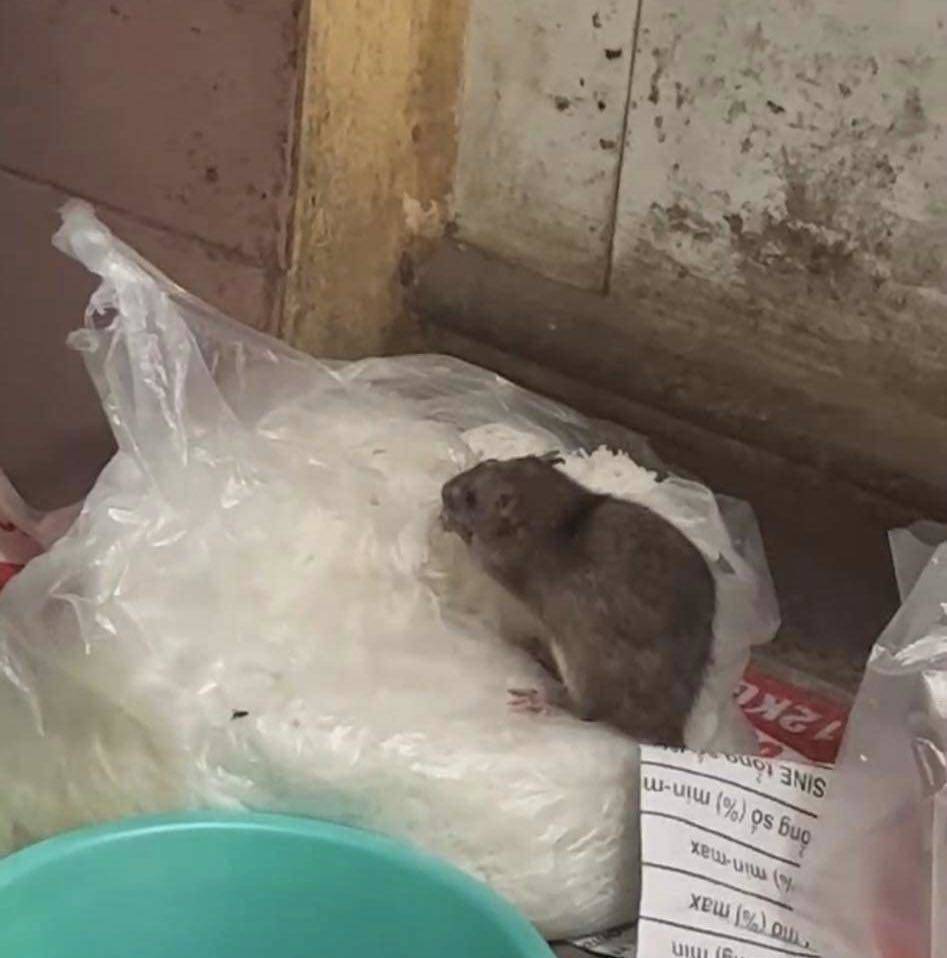 Xử phạt quán ăn có con chuột “chễm chệ” trên túi bún - 1