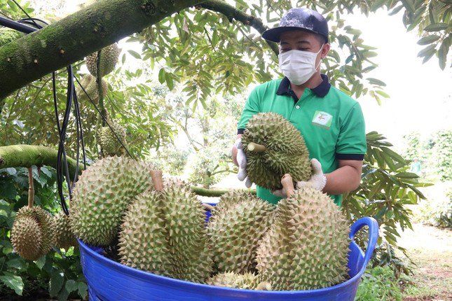 Việc không tuân thủ các quy định về kiểm dịch thực vật sẽ dẫn tới nguy cơ các nước tạm ngưng nhập khẩu sản phẩm.