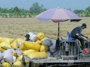 Thị trường - Tiêu dùng - Ấn Độ cấm xuất khẩu gạo: Cơ hội thế nào, rủi ro ra sao với Việt Nam?