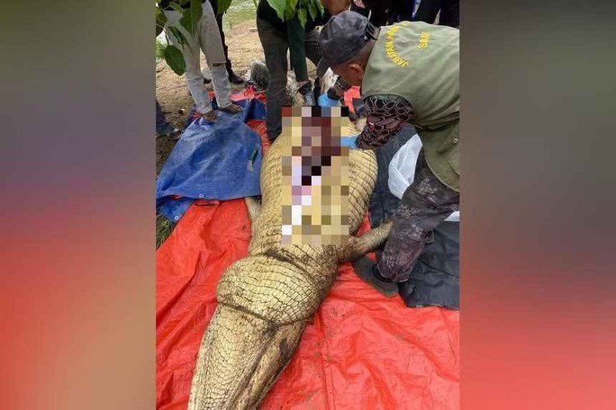 Mổ bụng cá sấu 800 kg ở Malaysia, phát hiện người xấu số - 1